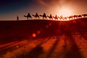 Camel Milk from a Dairy in the Desert